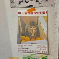 고양이